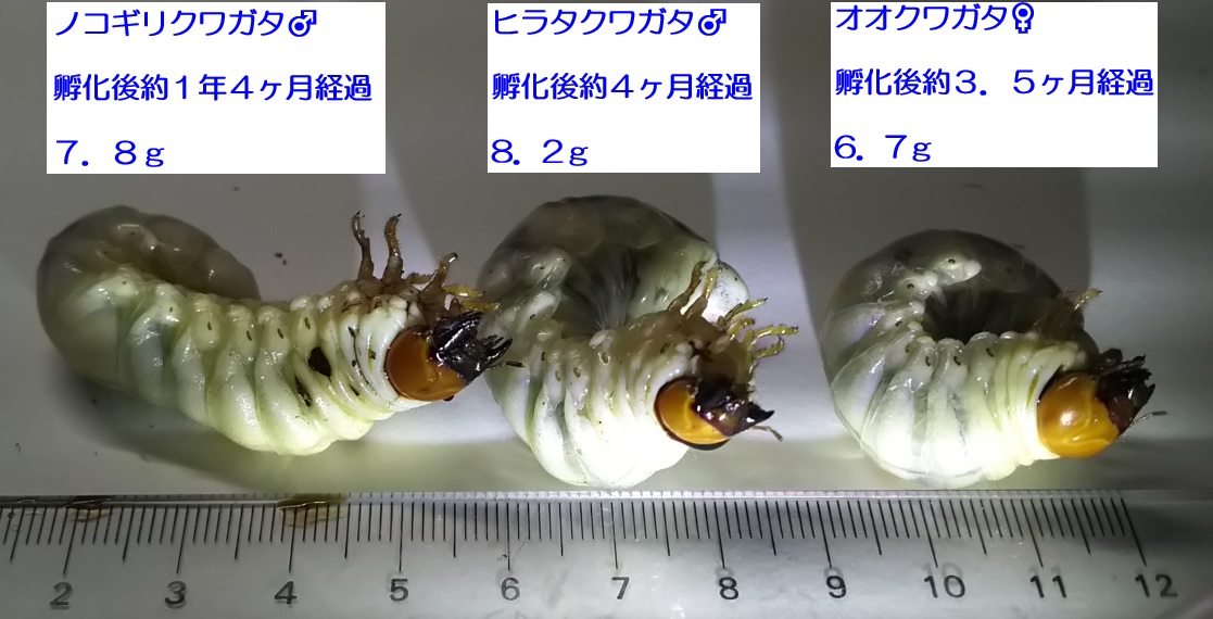多摩地区-昆虫バカセフィールド ルーツのクワガタ幼虫達（ノコギリ、ヒラタ、オオ）_2021年12月4日